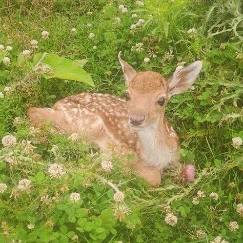 Nature, Roberta Core, Soft Cottagecore Aesthetic, Cottagecore Animals, Soft Cottagecore, Faerie Aesthetic, Spring Animals, Green Animals, Fairy Aesthetic