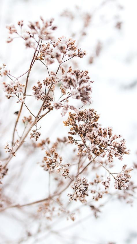 Dead flowers iphone wallpaper winter background, beautiful HD image | free image by rawpixel.com / Karolina / Kaboompics Winter Flowers Wallpaper, Flowers Iphone Wallpaper, Vintage Public Domain, Wallpaper Background Aesthetic, Dead Flowers, Iphone Wallpaper Winter, Wallpaper Winter, Butterfly Background, Fashion Content