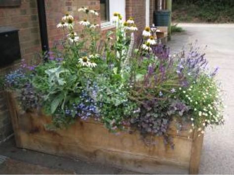 Commonworks Bore Place Container Ajuga Reptans, Stachys Byzantina, Big Ears, Garden Designer, Have Inspiration, Garden Containers, White Swan, Lavandula Angustifolia, City Garden