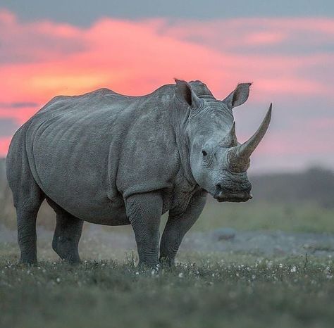 African Animals Photography, African Rhino, Rhino Animal, Ivory Trade, Photography Tattoo, Wild Animals Photography, Africa Wildlife, Africa Animals, Wild Animals Pictures