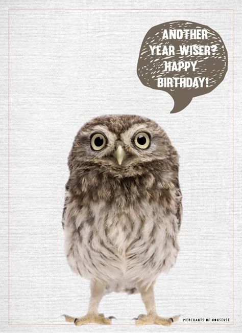 Birthday Owl by Merchants of Nonsense Happy Birthday Owl, Birthday Owl, Owl Classroom, Happy Birthdays, Birthday Memes, Happy Wishes, Birthday Meme, Birthday Happy, Birthday Board