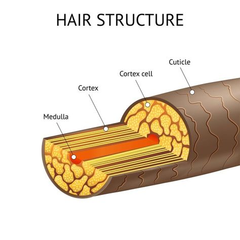 Hair Structure And Anatomy Including Details About The Cortex, Cuticles And Medulla — HairKnowHow.Com Professional Hair Testing Services - Hair Clinics, Trichologists & Private Clients Hair Diagram, Easy Professional Hairstyles, Hair Structure, High Porosity Hair, Hair Clinic, Hair Porosity, Diagram Design, Hair Guide, Cell Membrane