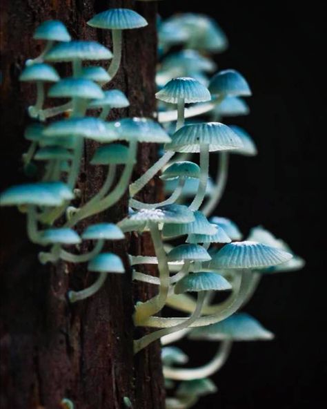 𝕄𝕪𝕔𝕠𝕡𝕙𝕠𝕣𝕚𝕒 🍄 on Instagram: “The caps of Mycena interrupta range from 0.8 to 2 cm, and they are a brilliant cyan blue colour. They are globose when emergent and then…” Blue Glowing Mushrooms, Blue Mushroom Aesthetic, Blue In Nature, Cool Mushrooms, Mushroom Blue, Blue Mushrooms, Blue Mushroom, Mushroom Plant, Mushroom Pictures