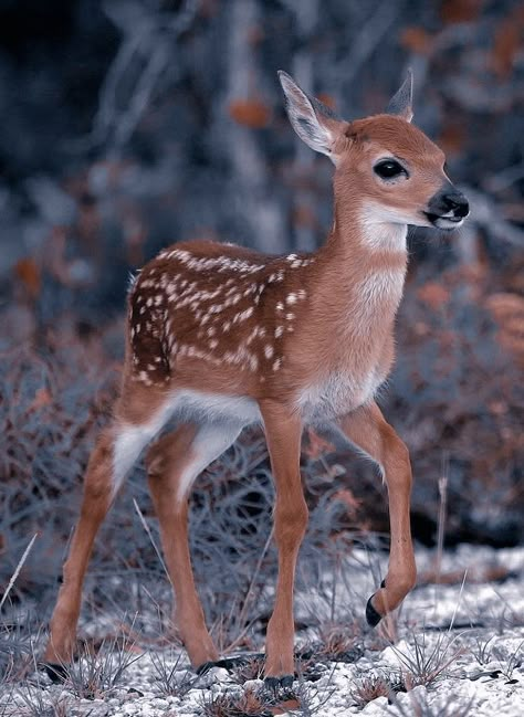 Aesthetic Deer Pictures, Animal Full Body Photography, Baby Deer Photography, Deer Reference Photo, Baby Deer Aesthetic, Fawn Pictures, Baby Deer Wallpaper, Deer Aesthetic Soft, Forest Animals Preschool Crafts