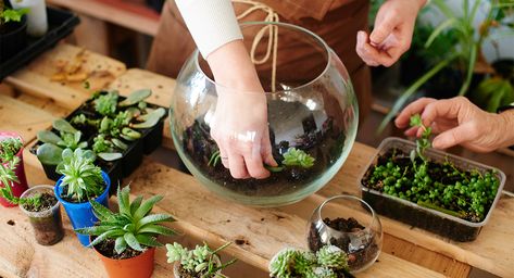 How to Make a Terrarium In a Few Easy Steps - A Beginner’s Guide Succulent Terrarium Ideas, Terrarium Tutorial, Reuse Jars, Cool Succulents, Make A Terrarium, Botanical Display, Diy Succulent Terrarium, Desk At Work, Terrarium Ideas