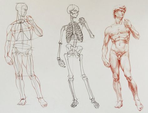 12 Principles of Constructive Drawing - Drawing Academy | Drawing Academy Constructive Drawing, Drawing Male Anatomy, Drawing Principles, London Drawing, Man Anatomy, Skeleton Drawings, Human Anatomy Drawing, Human Figure Drawing, Anatomy Sketches