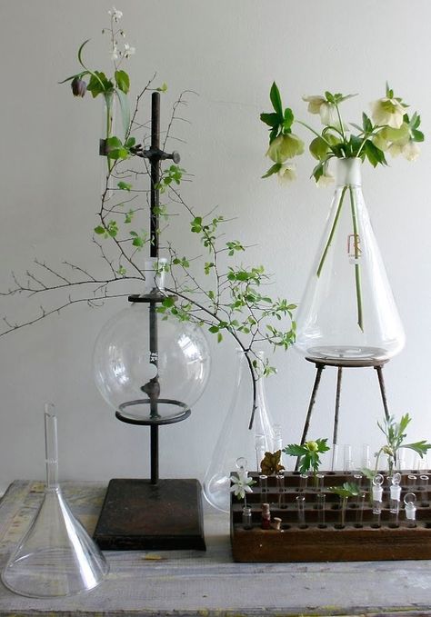 10 Easy Pieces: Labware Plant Stands - Gardenista Science Decor, Beakers, Natural Home Decor, Cool Ideas, Easy Garden, World Of Interiors, Glass Vases, Décor Diy, Planting Herbs