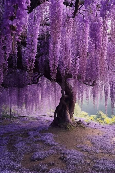 August Wallpaper, Pretty Flowers Pictures, Wallpaper 2024, Wisteria Tree, Japanese Tree, Pretty Trees, Purple Trees, Nothing But Flowers, Pretty Landscapes