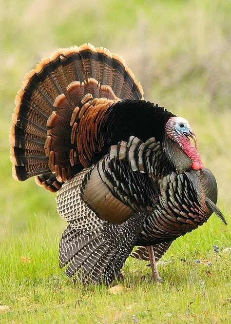 Aesthetic Bird, Wild Turkey Recipes, Farming Land, Whitetail Deer Pictures, Turkey Drawing, Turkey Images, Turkey Bird, Tom Turkey, Turkey Art