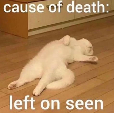 Cat Text, Silly Cats Pictures, Funny Doodles, Funny Animal Jokes, Silly Animals, Very Funny Pictures, Cute Memes, Funny Reaction Pictures, Funny Cute Cats