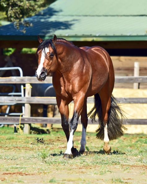 Rosé Performance, Aqha Stallion, Aqha Horses, Quarter Horse Stallion, Painting Antique Furniture, Quarter Horses, Breyer Horses, Equestrian Life, La Rose