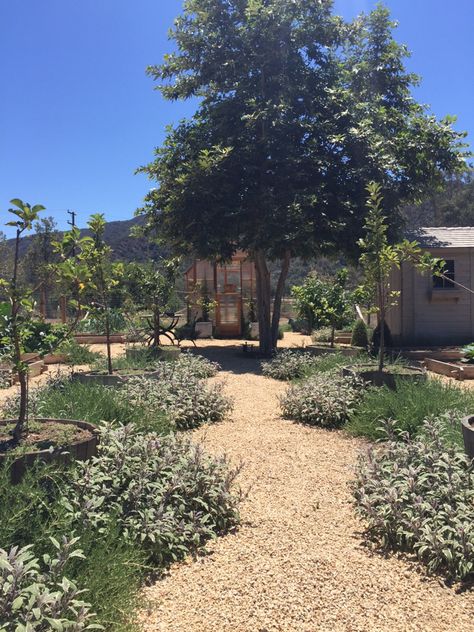 IMG_7827 Scott Shrader, Sage Plants, Brooke Giannetti, Gravel Pathway, Patina Farm, Growing Bulbs, Summer Gardening, California Garden, Farmhouse Landscaping