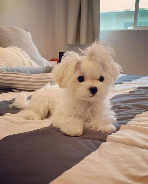 Mini Maltese Puppy, Maltese Aesthetic, White Maltese Puppy, Mini Maltese, Baby Maltese, Cute Maltese, White Maltese, Maltese Puppies