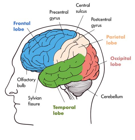 The Nervous System | Noba Nervous System Pictures, Cerebellum Anatomy, Brain Parts And Functions, Frontal Lobe Function, Nervous System Parts, Brain Lobes, Function Diagram, Human Brain Anatomy, Brain Diagram