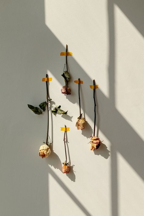 Dried rose flowers taped on a white wall | premium image by rawpixel.com / Teddy Rawpixel Boho Long Skirt, Stitch Wallpaper, Rose Flowers, White Wall, Light Beige, Long Skirt, Dried Flowers, Flowers, Wall