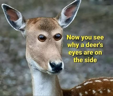 Now you see why a deer's eyes are on the side Deer Eyes, Goofy Memes, Classroom Memes, Weird Humor, Animal Funnies, Funny Pick, Pick Up Lines Cheesy, Animal Funny, Funny Quotes Sarcasm