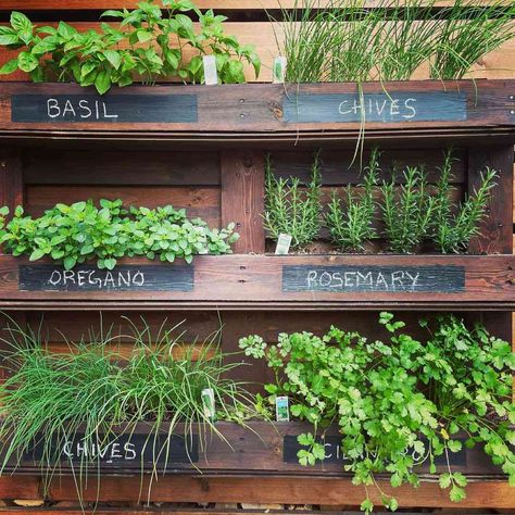 17 Hanging Herb Garden Ideas That Really Save Space Outdoor Herb Wall Vertical Gardens, Permaculture, Floating Herb Garden, Outdoor Kitchen With Herb Garden, Vertical Garden Herbs, Japanese Herb Garden, Herb Fence Garden, Outdoor Fence Shelves, Hanging Herb Planter