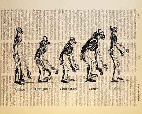 Biological Anthropology Aesthetic, Vintage Biology, Biological Anthropology, Evolution Of Man, Human Evolution, Dictionary Page, Vintage Dictionary, Free Print, Science Art