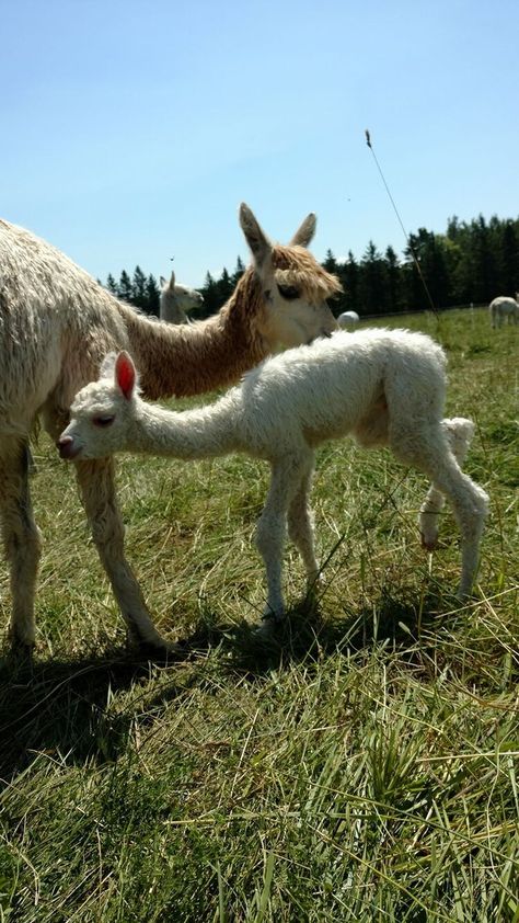 Suri Fina Alpaca Farm Raising Pigs, Farm Store, Alpaca Farm, Laying Hens, Alpaca Fiber, Life Is A Journey, Lake Superior, Hand Dyed Yarn, Yarn Dyeing