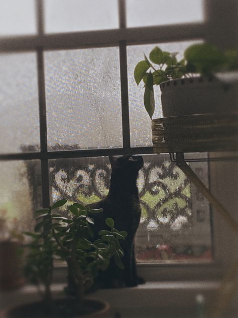 Rainy Days Aesthetic Cozy, Cosy Rainy Day Aesthetic, Vintage Rainy Day Aesthetic, Rainy Day Inside Aesthetic, Rainy Day Cat Aesthetic, Cozy Rainy Day, Rainy Day Aesthetic, Aesthetic Painting, Rainy Days