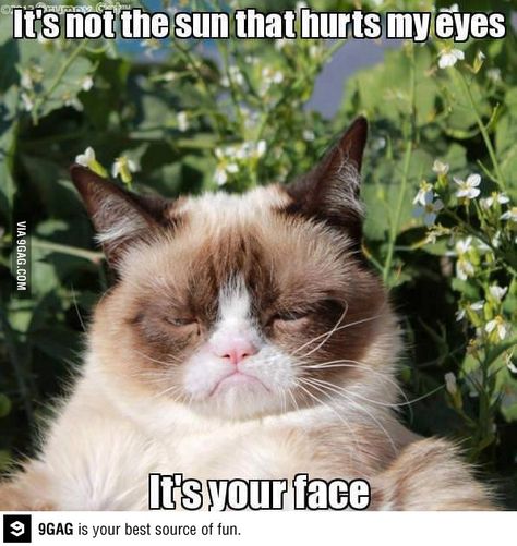 "Uuuhhhh, he's ugly!!!" ... Best quote ever by a 3 year old!!! Haha @Heather Creswell Walt Cat Rules, Grumpy Cat Meme, Grumpy Cat Quotes, Animal Funnies, Cat Humor, Funny Cartoons Jokes, Funny Random, Grumpy Cat Humor, Söt Katt