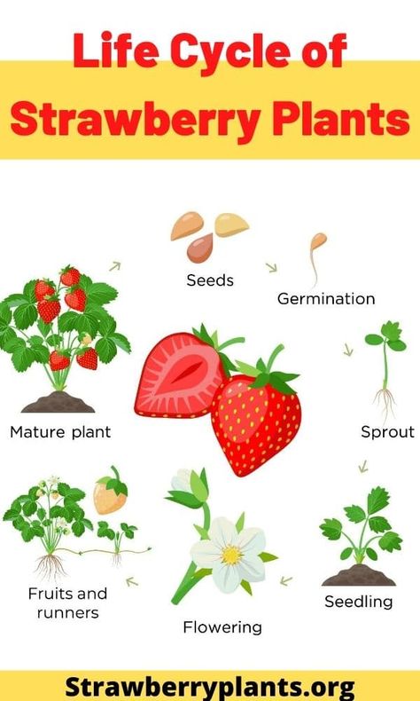 Life Cycle of Strawberry Plants When To Plant Strawberries, Types Of Strawberries, Strawberry Plant, Plant Activities, Frog Life, Strawberry Seed, Plant Life Cycle, Growing Strawberries, Seed Germination