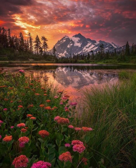 Earth Glory on X: "Pacific Northwest https://t.co/YwdHdPLP4n" / X Pacific Northwest Plants, Pacific Northwest Flowers, Northwest Flowers, Mountain Views, Outdoor Hiking, Washington State, Outdoor Travel, Pacific Northwest, Mountain View