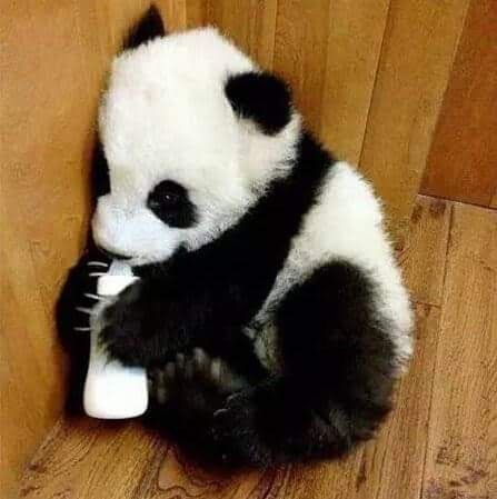 Funny Panda Pictures, Baby Panda Bears, Drinking Milk, Panda Funny, Panda Love, Giant Panda, Baby Panda, Bear Cubs, Fluffy Animals