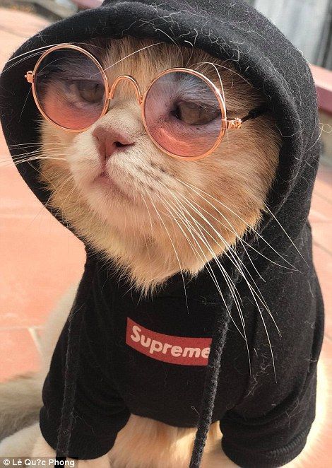 Chó was born on January 15, 2015, and is just over three years old Wearing Glasses, A Cat, Sunglasses, Orange