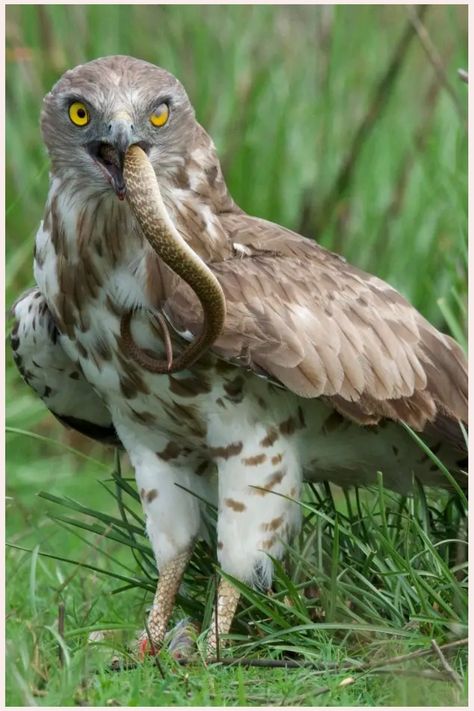 Do Eagles Eat Snakes? Animals Hunting Prey, Types Of Eagles, Garter Snake, Snake Venom, Prairie Dog, Live Animals, Mountain Lion, Bird Drawings, Small Birds