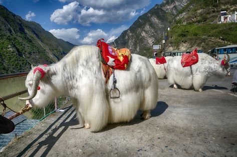 White Yak Tibet, Cool Pictures Of Animals, Yak Animal, China Animals, Tattoos Animals, Wild Animals Pictures, Image Nature, Interesting Animals, Unusual Animals