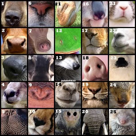 animal noses Animal Noses Printable, Animal Senses Activities, Farm Animals Preschool, Science Quiz, Animal Life Cycles, Animal Noses, Animal Quiz, Senses Activities, Animal Adaptations