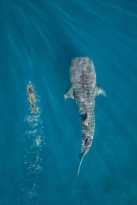 Swimming With Whale Sharks Aesthetic, Cute Ocean Aesthetic, Swim With Whale Sharks, Whale Shark Photography, Ocean Life Aesthetic, Aesthetic Ocean Animals, Water Ocean Aesthetic, Marine Life Aesthetic, Marine Biologist Aesthetic