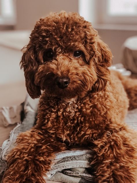 Brown Curly Puppy, Small Brown Curly Hair Dog, Brown Poodle Aesthetic, Yumiko Aesthetic, Brown Puddle Dog, Brown Poodle Puppy, Puddle Dog, Curly Dog, Teddy Bear Poodle