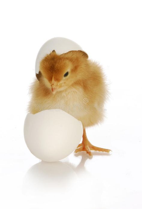 Candling Eggs, Incubating Eggs, Embryo Development, Weaning Foods, Seeds Benefits, Raising Chicks, Egg Incubator, Cute Newborn, Very Scary