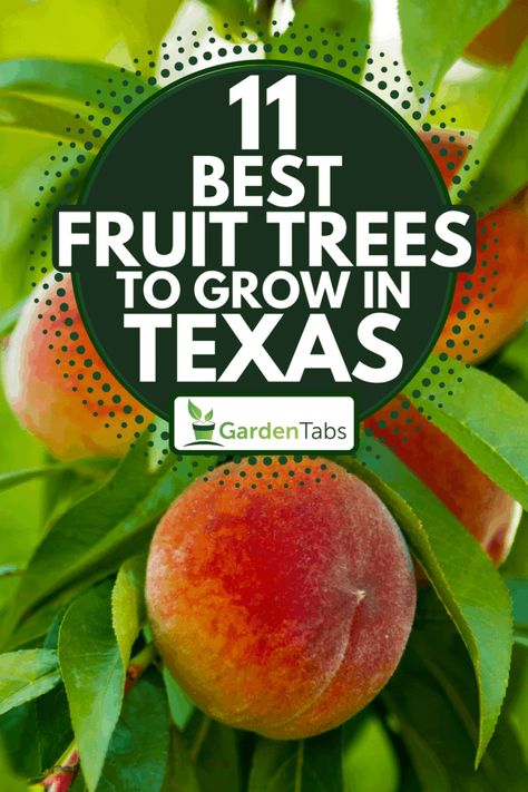 11 Best Fruit Trees To Grow In Texas - Garden Tabs Best Fruit Trees To Grow, Fruit Trees Backyard, Pear Varieties, Texas Landscaping, Planting Fruit Trees, Texas Plants, Pecan Tree, Growing Fruit Trees, Citrus Plant