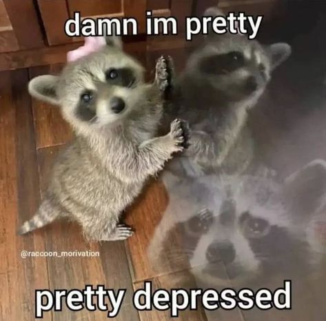 Meme Chat, Wrong Number, Raccoon Funny, Trash Panda, Silly Animals, Racoon, Funny Reaction Pictures, Cute Memes, Oui Oui