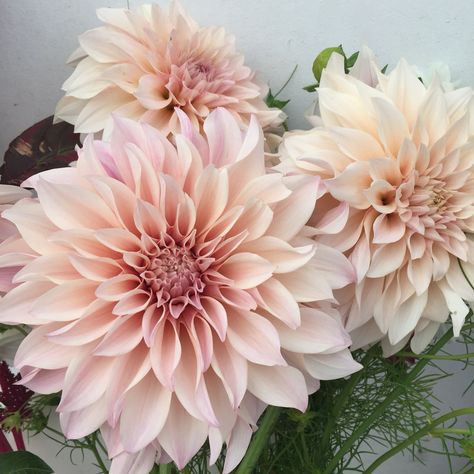 Cafe au Lait Dahlia Dahlias Cafe Au Lait, Dahlia Flower Cafe Au Lait, Brown Sugar Dahlia, Cafe Dahlia, Cream Dahlia, Dalia Flower, Cafe Au Lait Dahlias, Front Yard Flowers, Celebrities Quotes