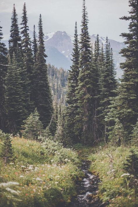 mountains and the trees Nature Photography Trees, Matka Natura, Theme Nature, Shooting Photo, Tree Forest, Alam Semula Jadi, Pretty Places, In The Mountains, Landscape Photos