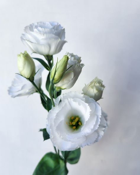 Flawless white Lisianthus! Such elegance in every delicate petal, we are obsessed!! #floralelegance #delicateflowers #lisianthus #flowersonmelville #localblooms #numurkahflorist Wax Flowers, Florist, Wax, White, Floral, Flowers, Instagram