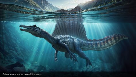 A realistic render of a Spinosaurus dinosaur swimming underwater Swimming Dinosaur, Collision Theory, Sea Dinosaurs, Realistic Render, Swimming Underwater, Largest Dinosaur, Prehistoric Wildlife, Rock Cycle, Cretaceous Period