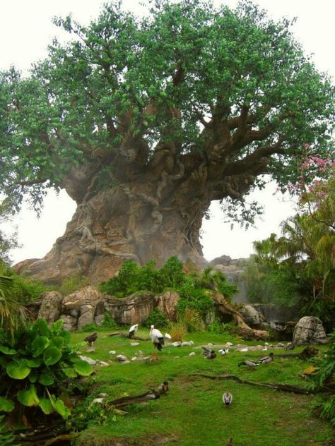 Tree of Life. Nature, Savanna Tree, Weird Trees, Baobab Tree, Bad Image, Divine Nature, Ancient Tree, The Tree Of Life, Outdoor Wood