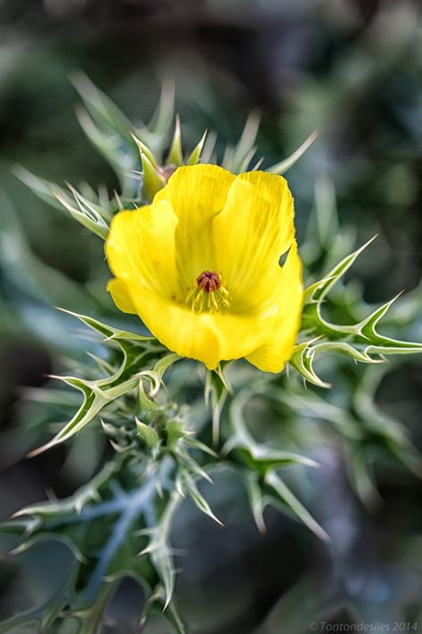 Mexican prickly poppy Mexican Poppy, Prickly Poppy, Planting Poppies, Plant Parenthood, Tattoo Inspo, Poppy Flower, Belleza Natural, Planting, Poppies