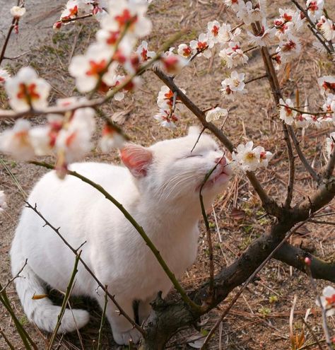 Cat Drawing Aesthetic, Cat Island Japan, Aesthetic Sakura, Calming Cat, Cat Island, Japan Landscape, Chinese Aesthetic, Drawing Aesthetic, Plum Blossoms