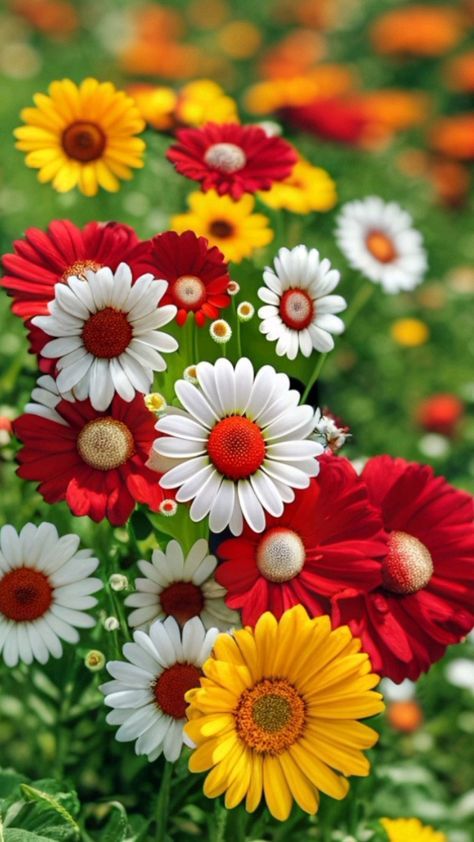 Beautiful Flowers Photos, Lovely Flowers Wallpaper, Android Wallpaper Flowers, Sunflower Wallpaper, Wallpaper Nature Flowers, Flowers For You, Beautiful Flowers Wallpapers, Dessin Adorable, Beautiful Flowers Pictures