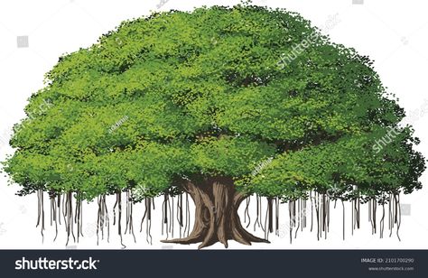 Banyan tree Stock Vectors, Images & Vector Art | Shutterstock Landscape Trees Drawing, Banyan Tree Illustration, Banyan Tree Painting, Banyan Tree Drawing, Tree Names, Ficus Benghalensis, Brown Paper Textures, Indian Miniatures, Tree Poem