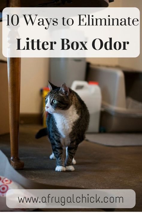 Follow these 10 simple steps to keep your small space smelling like you don't have a litter box! Litter Box Smell Solutions don't have to be expensive! Cat Litter Smell, Cats Dancing, Litter Box Smell, Raising Kittens, Cut Cat, Cat Pee, Cat Hacks, Kitten Care, Cat Box