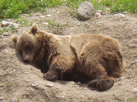 Sleeping grizzly bear by jonnakene, via Flickr Grizzly Bear Sleeping, Bears Sleeping, Deep Souls, Polar Bear Paw, Grizzly Bear Cub, Bear Sleeping, Baby Panda Bears, Bear Hunting, Sleeping Bear