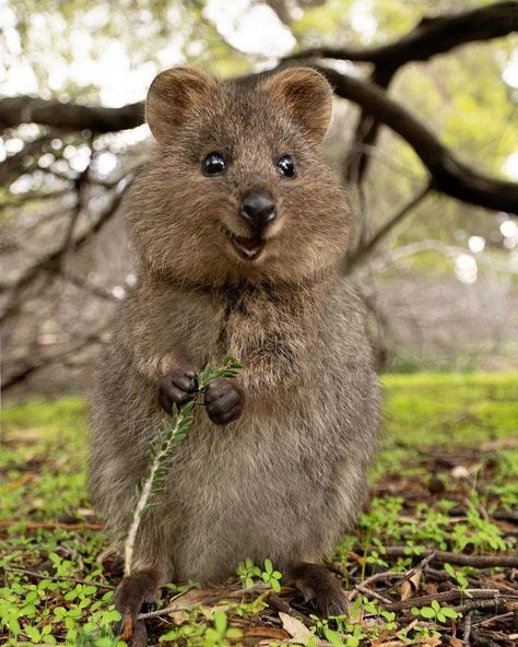 Jessica Khoury on Twitter: "Shoutout to the quokka, who always looks like he’s been minding the ale in the cellars below Redwall Abbey.… " Animal Tattoos, Rare Animals, Quokka Animal, Albino Animals, Australian Animals, Amazing Animals, Happy Animals, Cute Creatures, Sweet Animals