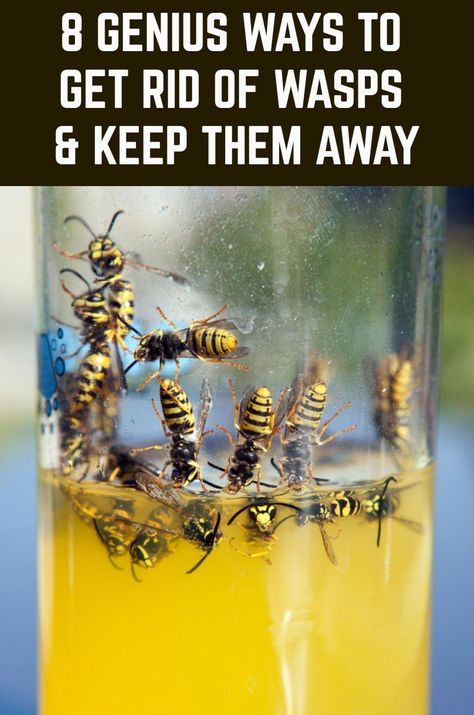 Are wasps invading your home and garden? Then use these eight genius tricks to get rid of them, remove their nests and keep them away. Homemade Wasp Repellent, Bee Catcher Diy Wasp Traps, Wasp Traps Diy How To Make, How To Get Rid Of Hornets Outside, Wasps Repellent How To Get Rid, Bee Repellent Diy, Repel Wasps And Hornets, How To Deter Bees And Wasps, Wasp Repellent Diy